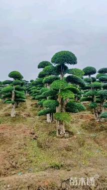 15公分造型小叶女贞