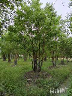 50公分(7杆)丛生乌桕