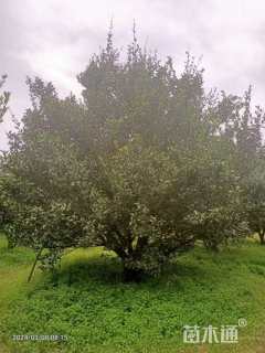 高度350厘米南丰蜜桔