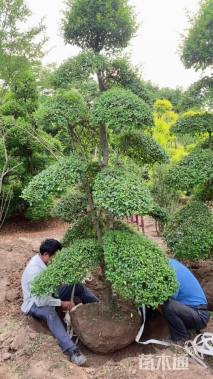 高度300厘米小叶女贞