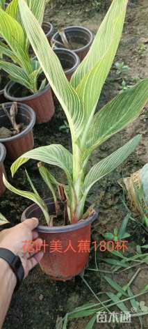 高度3050厘米花叶美人蕉