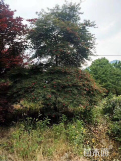 高度300厘米羽毛枫