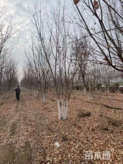 高度600厘米丛生五角枫