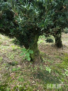 18公分雀舌罗汉松