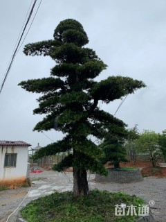 40公分日本罗汉松