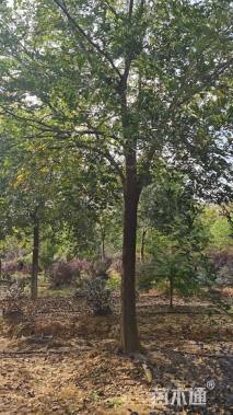 22公分朴树