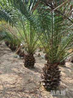 裸干高35厘米加拿利海枣