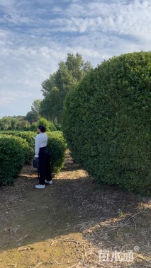 冠幅300厘米大叶黄杨球