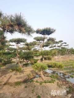 12公分造型黑松