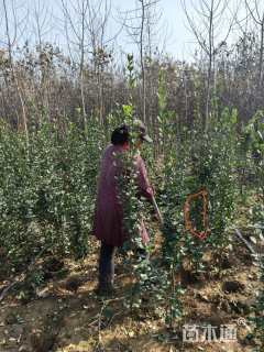 高度150厘米北海道黄杨