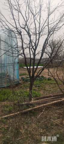 15公分枣树
