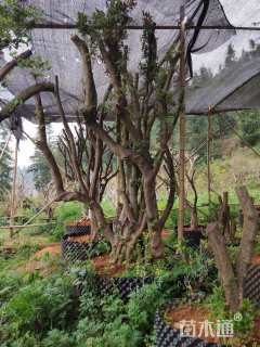 高度2500厘米映山红