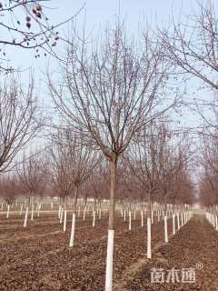 10公分北美海棠