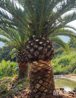 裸干高250厘米加拿利海枣