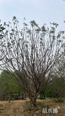 25公分丛生香泡