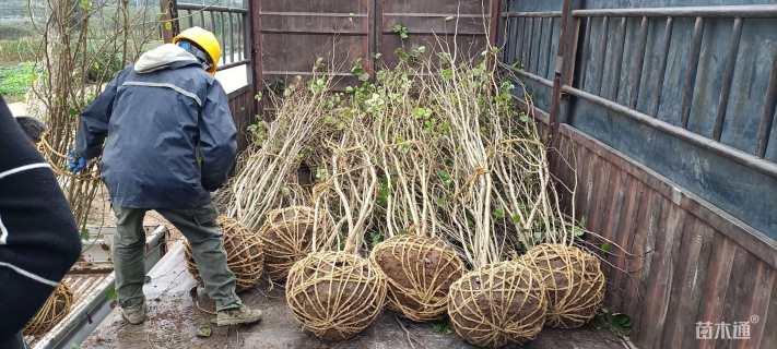 高度160厘米丛生紫荆