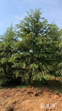 高度700厘米雪松