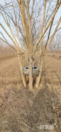 高度700厘米丛生国槐