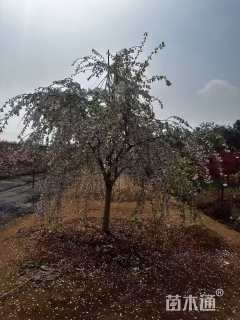 18公分垂枝樱花