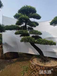 20公分日本罗汉松