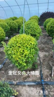 冠幅100厘米金冠女贞球