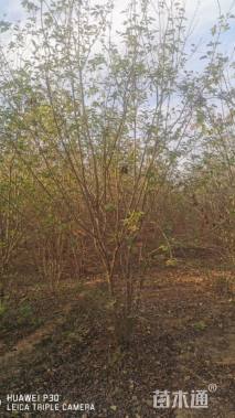 高度300厘米丛生暴马丁香