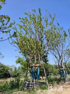 30公分(3杆)丛生朴树