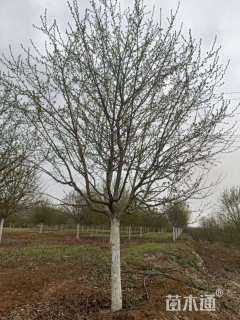 12公分春雪海棠