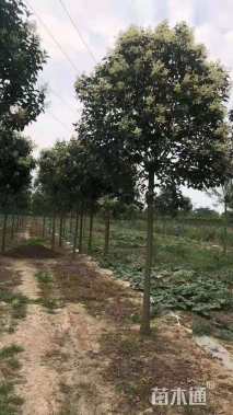 14公分大叶女贞