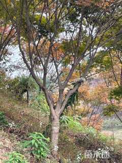 12公分中国红枫