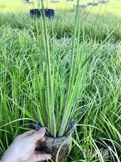 高度20厘米金叶菖蒲