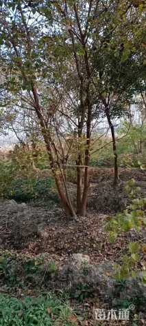 35公分丛生乌桕
