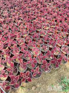 高度12厘米彩叶闭鞘姜