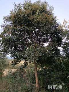 18公分大叶女贞