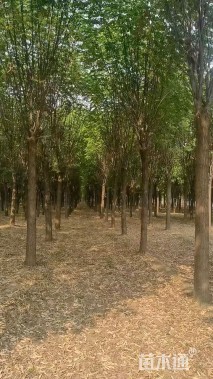 15公分红花洋槐