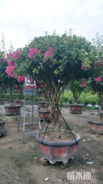 高度2800厘米三角梅