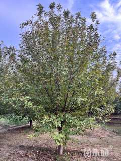 14公分绚丽海棠