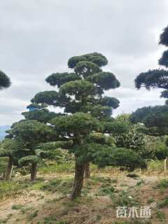 16公分造型五针松