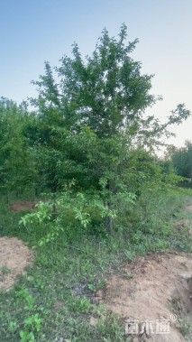 12公分甜茶海棠