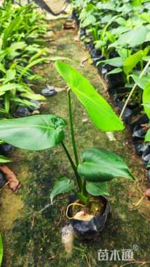 高度20厘米春羽