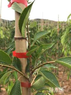 14公分八重红垂枝樱