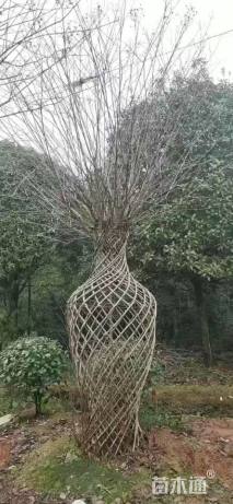 45公分紫薇花瓶