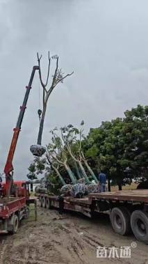 18公分黄山栾树