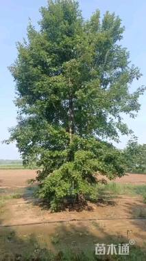 高度900厘米丛生美国红枫