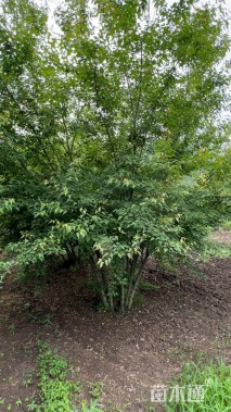 高度600厘米丛生茶条槭