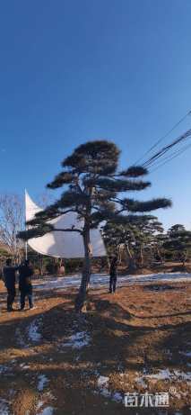 精品景松(自产自销)