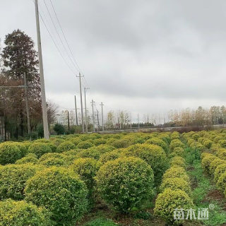冠幅80厘米亮晶女贞球