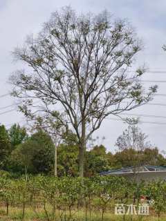 10公分复羽叶栾树