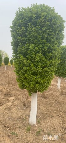 高度220厘米卫矛柱