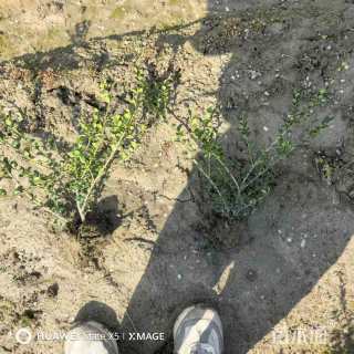 高度40厘米龟甲冬青